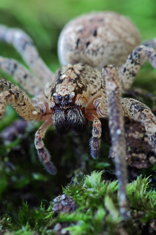 Zoropsis  sp.